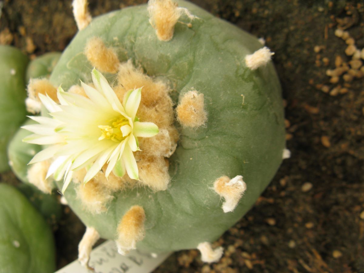 Lophophora fricii v abiflora RS404 насіння