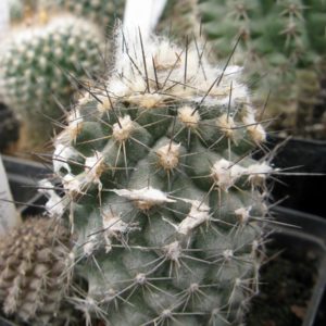 Copiapoa uhligiana KK1750 насіння
