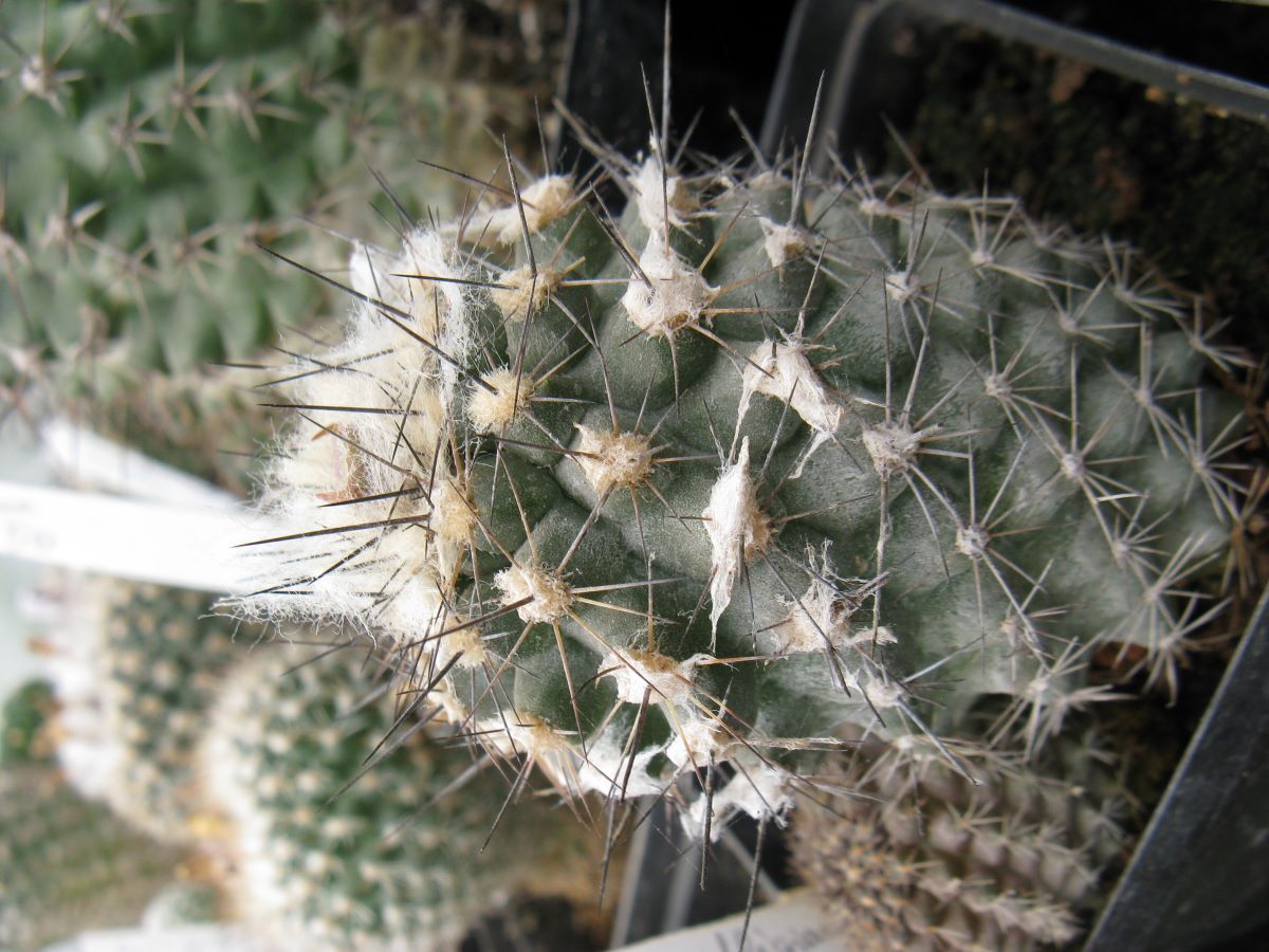 Copiapoa uhligiana KK1750 насіння