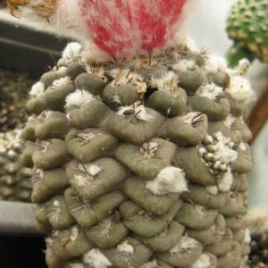 Thelocephala reichei MG насіння