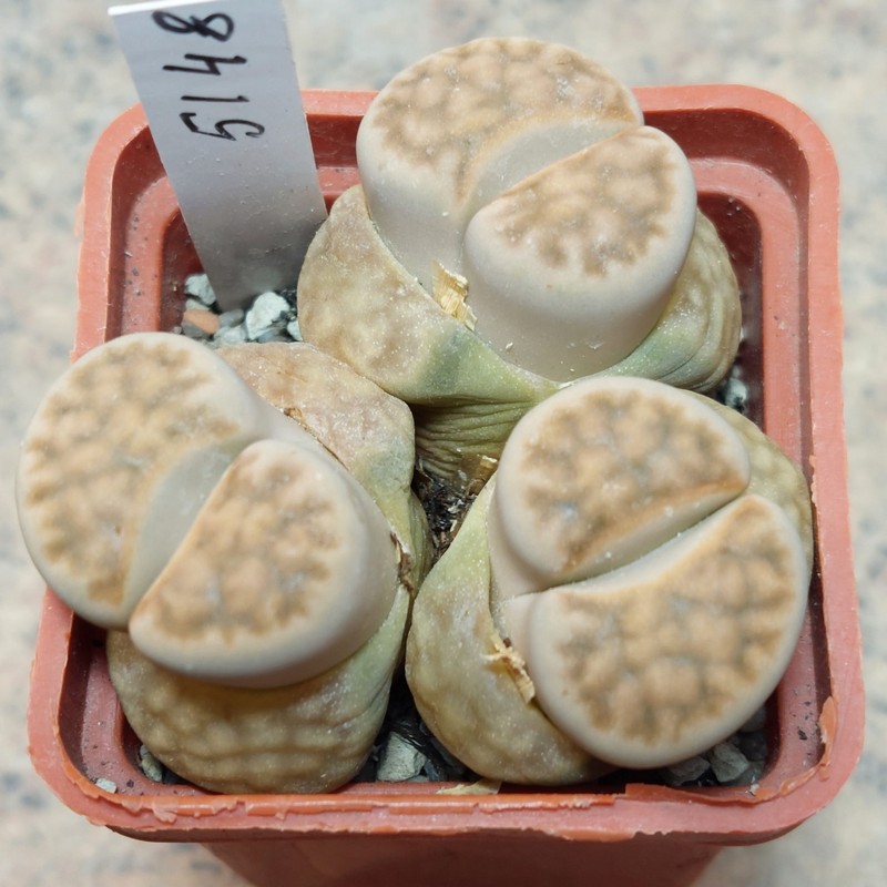 5148 Lithops karasmontana v. eberlanzii весь горщик , вік 10 років