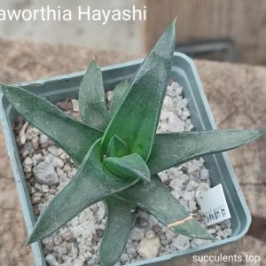 haworthia Hayashy