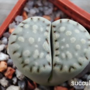 lithops julii Best
