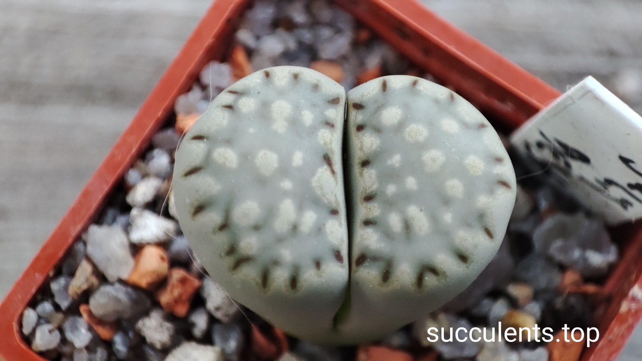 lithops julii Best