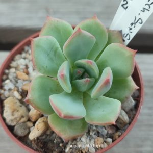 echeveria sensation