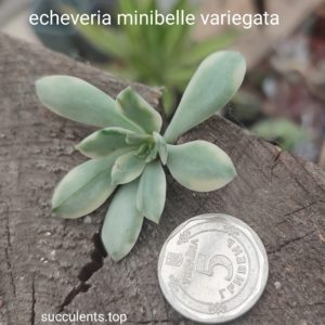 echeveria minibelle черенок