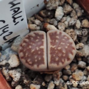 lithops hallii C142A