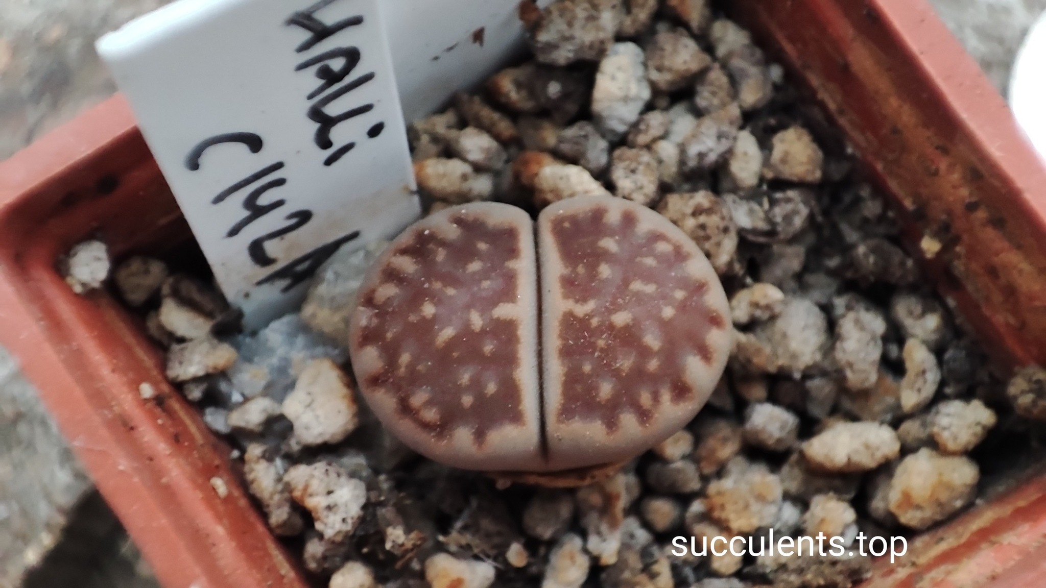 lithops hallii C142A