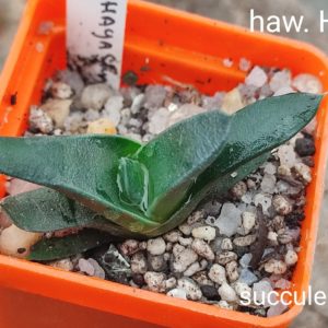 haworthia Hayashy