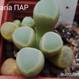 fenestraria ПАР