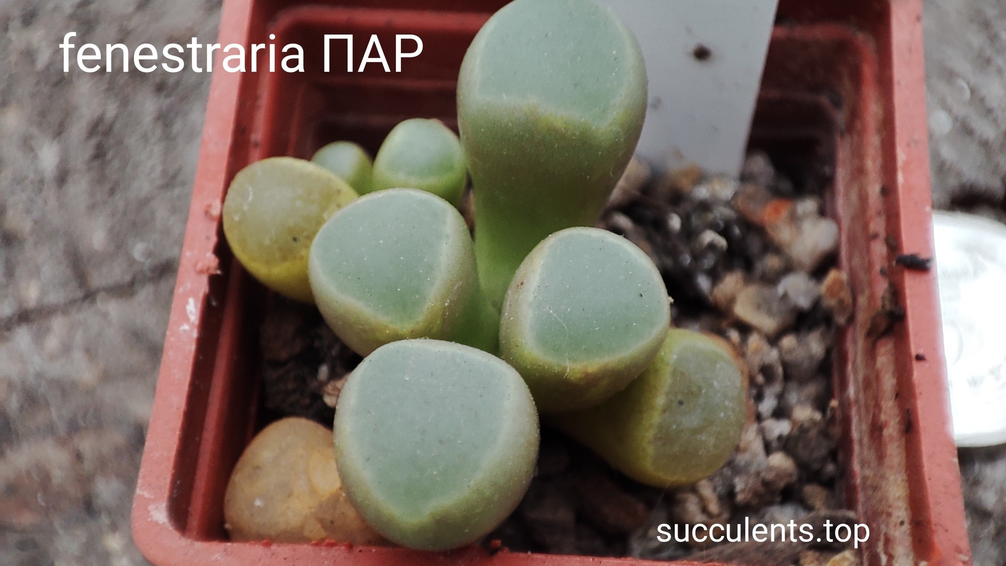fenestraria ПАР