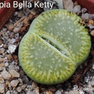 lithops Bella Ketty