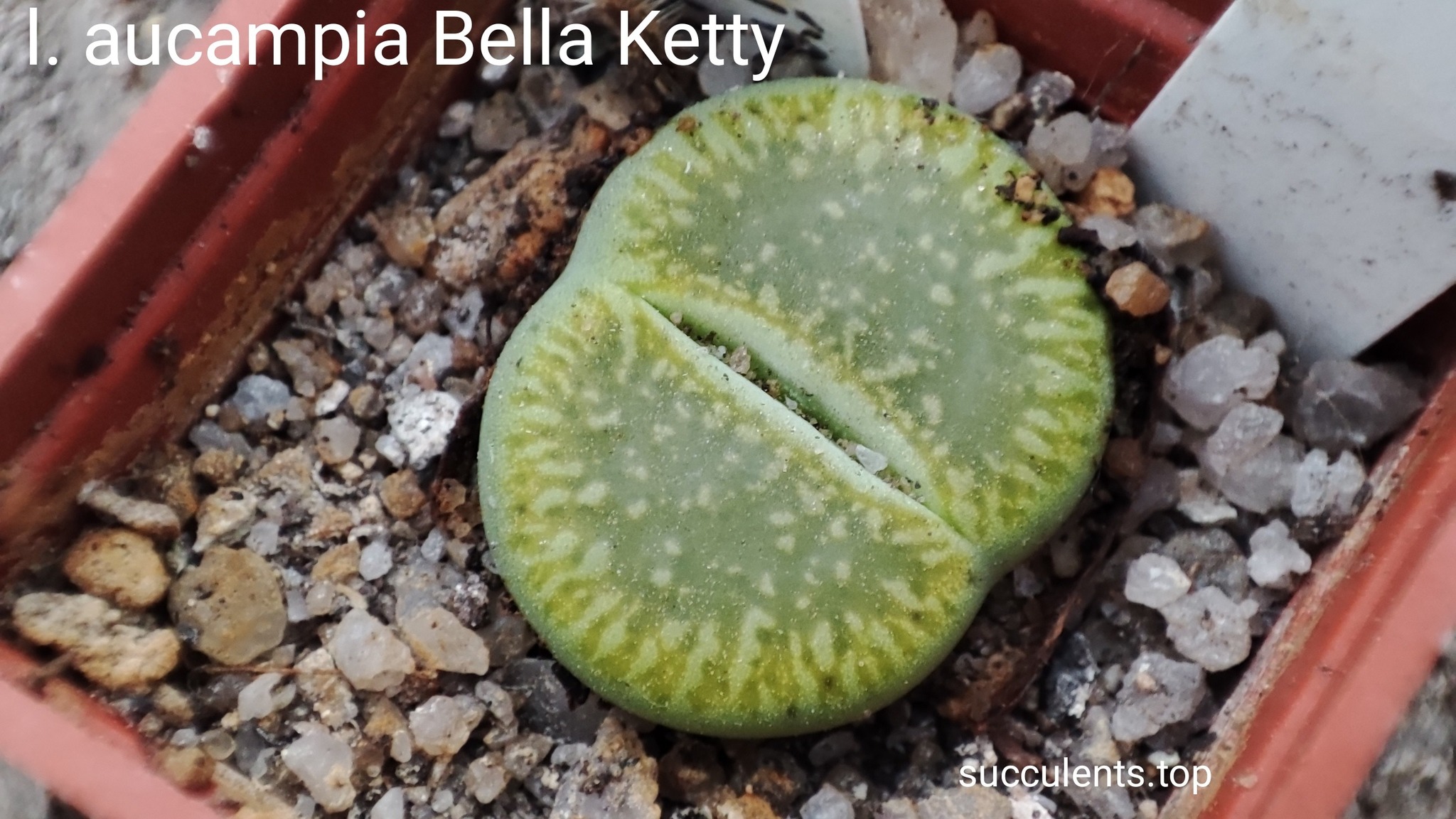 lithops Bella Ketty