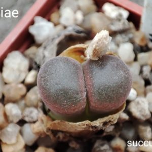 conophytum Lydiae