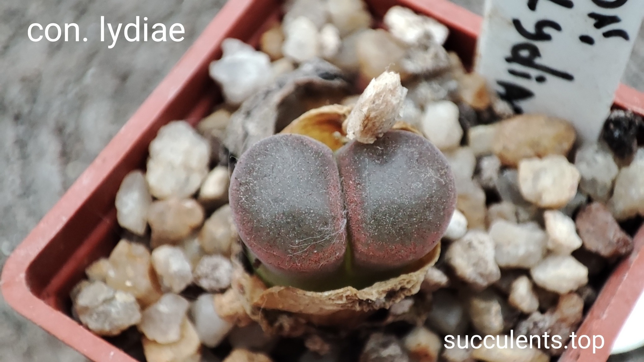 conophytum Lydiae