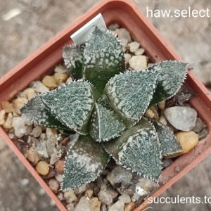 haworthia selection