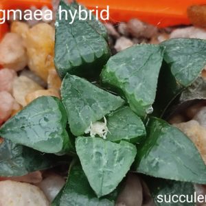 haworthia pygmeae hybrid