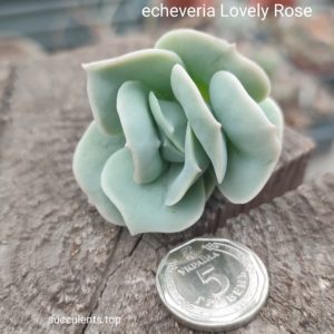 echeveria lovely rose черенок