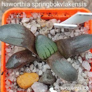haworthia springbokvlakensis