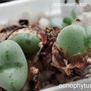 conophytum bilobum