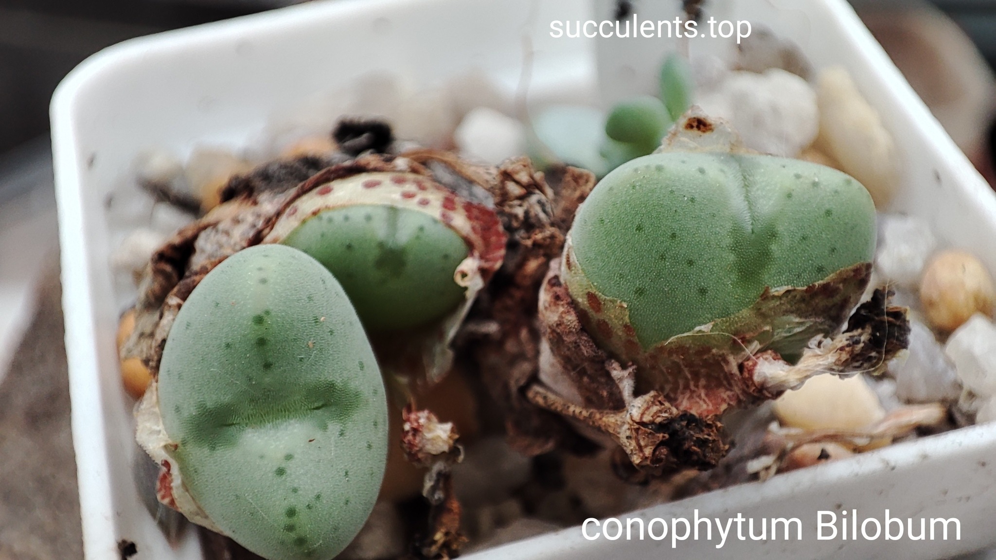 conophytum bilobum