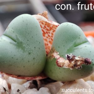conophytum Frutescens