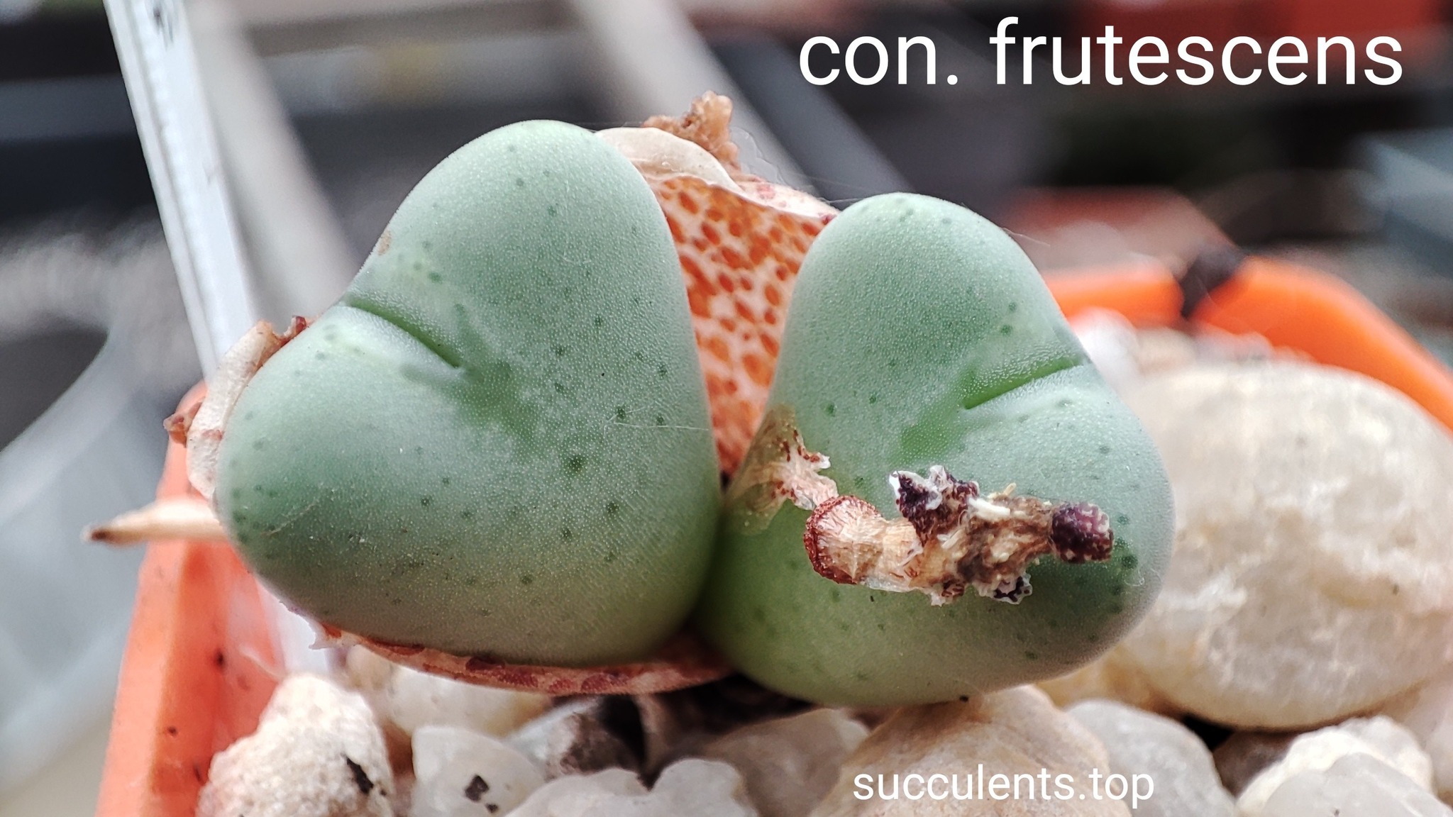 conophytum Frutescens