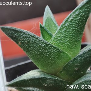 haworthia scabra hybrid