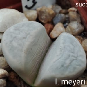 lithops meyeri Vlak-Myn