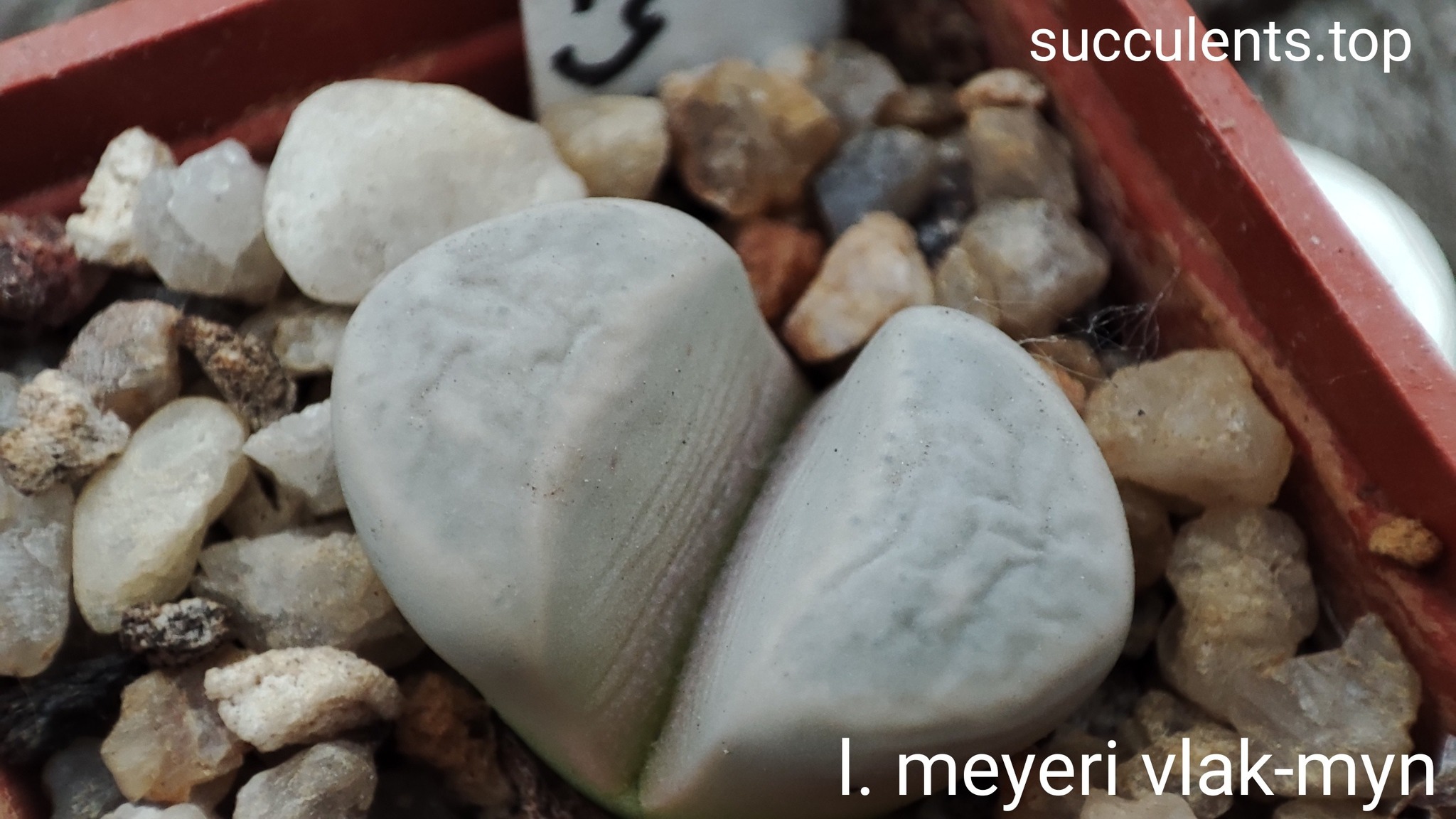 lithops meyeri Vlak-Myn