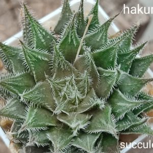 haworthia Hakuma x Haw