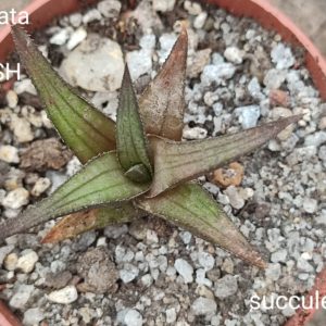 haworthia tesselata venosa JRB1652