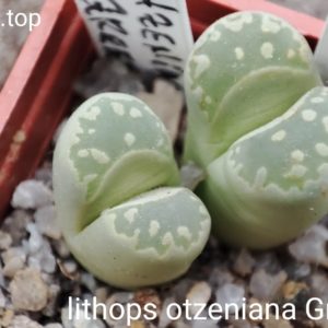 Lithops otzeniana Green