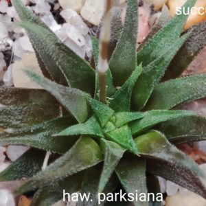 haworthia parksiana
