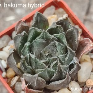 haworthia Hakuma hybrid