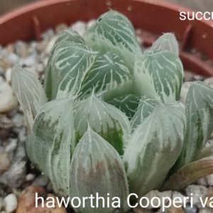 haworthia cooperi variegata