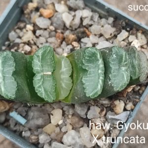 haworthia Gyoku-ichi x truncata selection