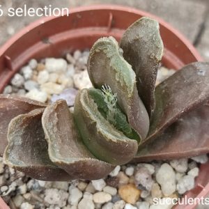 haworthia selection S706