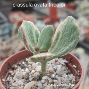 crassula ovata tricolor