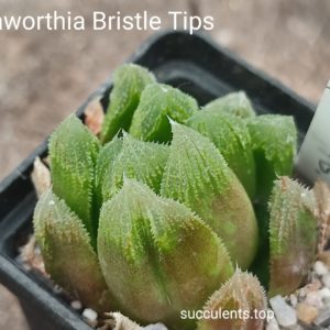 haworthia Bristle Tips