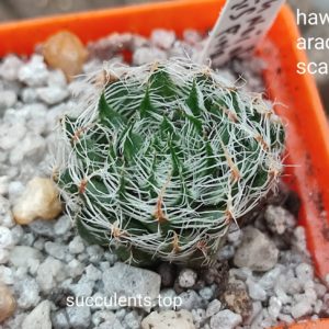 haworthia arachnoidea scabrispina