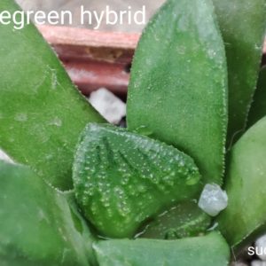 haworthia limegreen hybrid