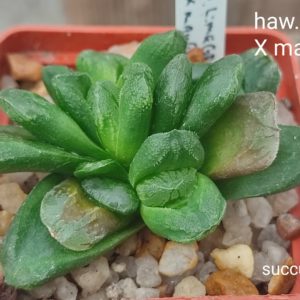 haworthia Limegreeen x maughanii
