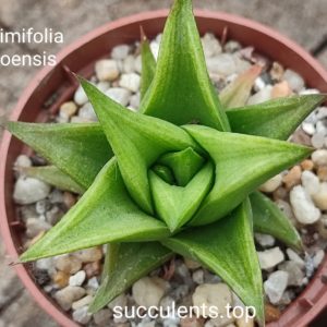 haworthia limifolia ubomboensis France