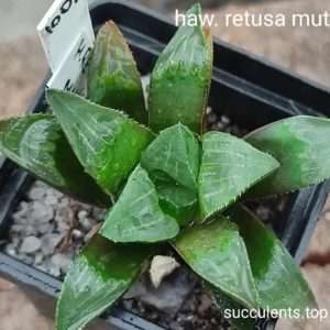haworthia retusa mutica