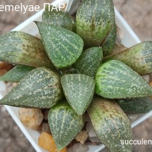 haworthia emelyae ПАР
