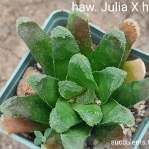 haworthia Julia x haw