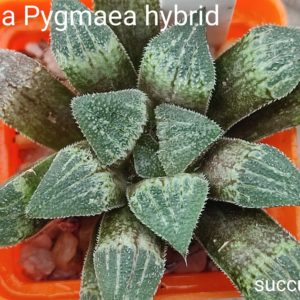 haworthia pygmeae hybrid