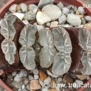 haworthia truncata selection