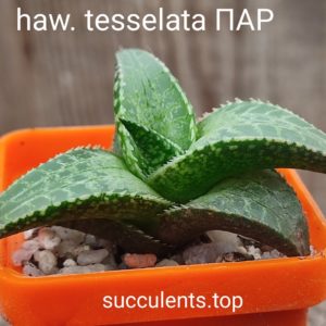haworthia tesselata ПАР